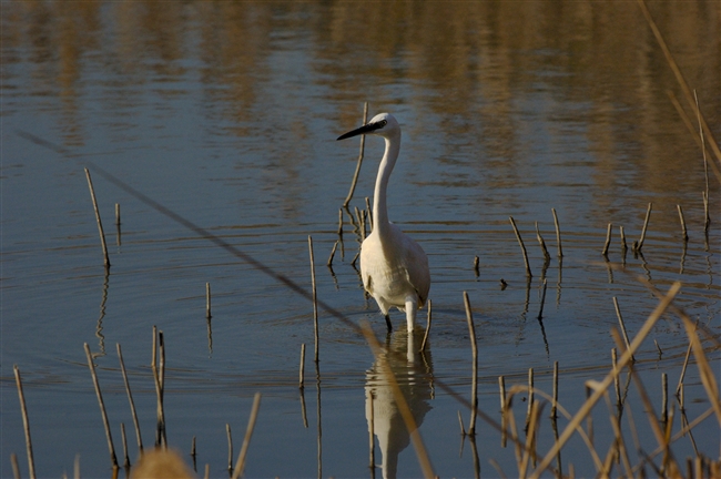 Garzetta - Egretta garzetta