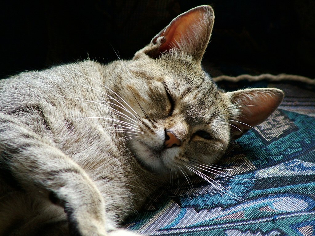 sophie