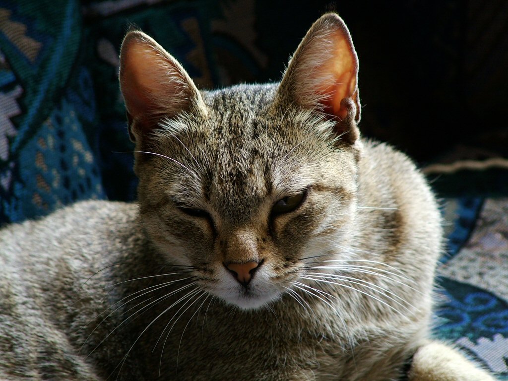 sophie 2