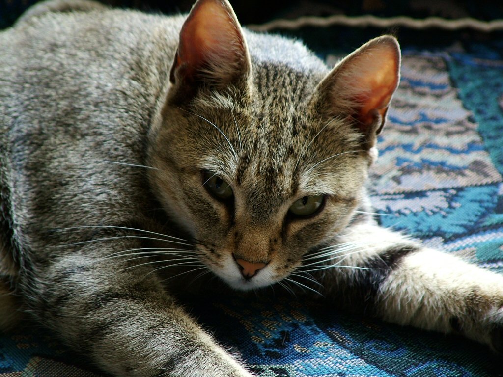 sophie3