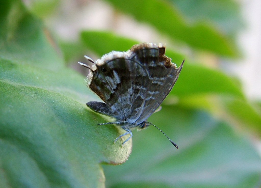 farfalla
