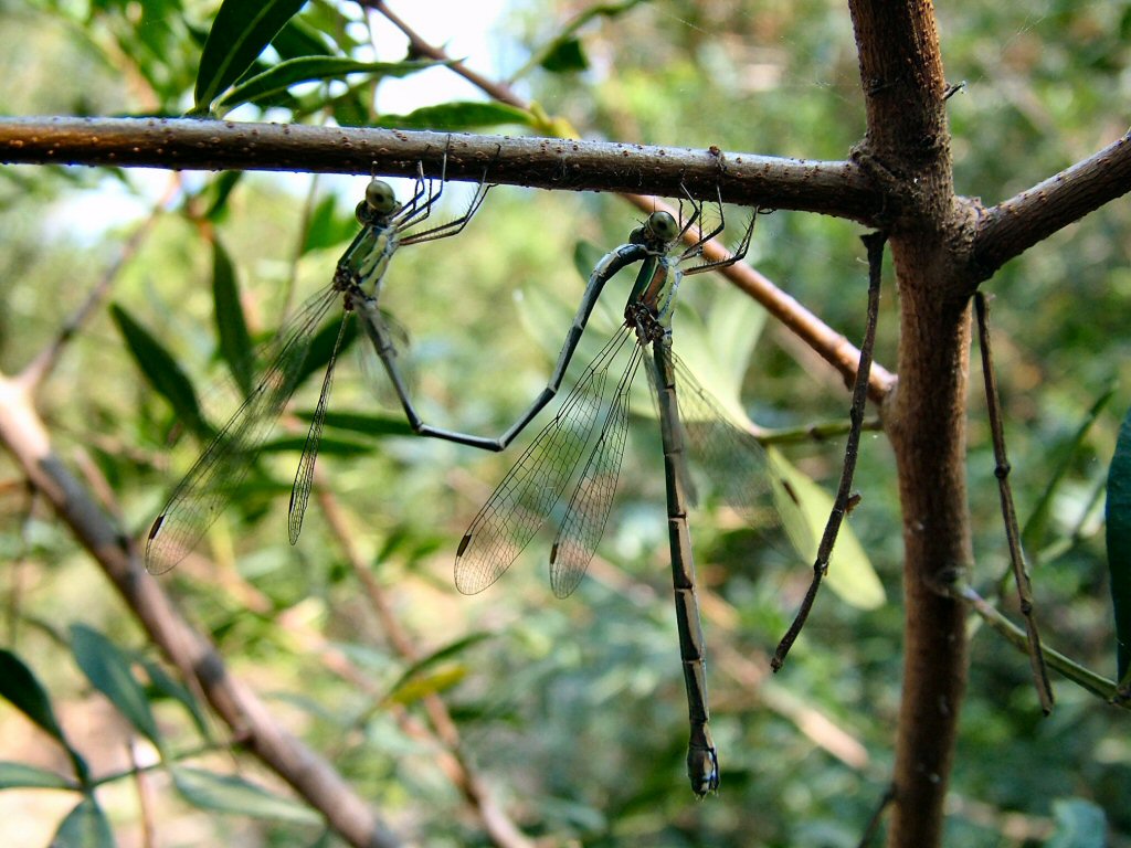 libellule