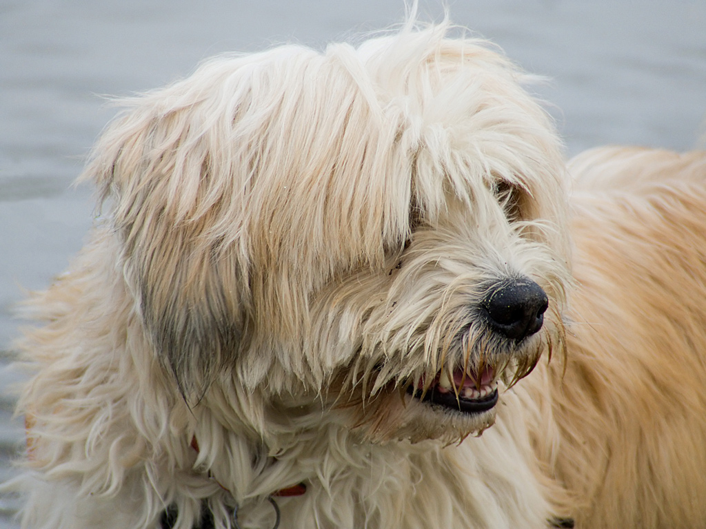 Cane peloso