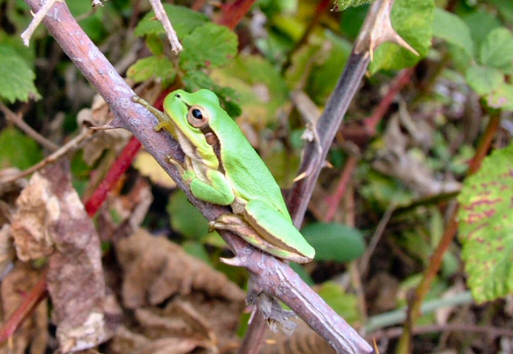 raganella