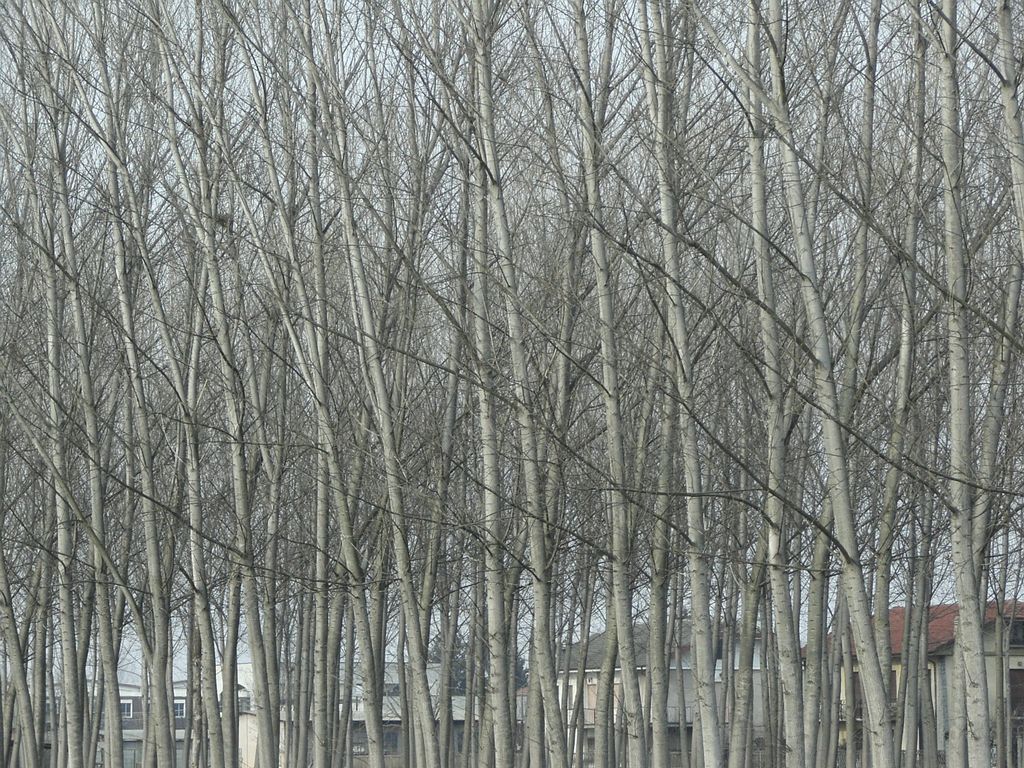 Alberi