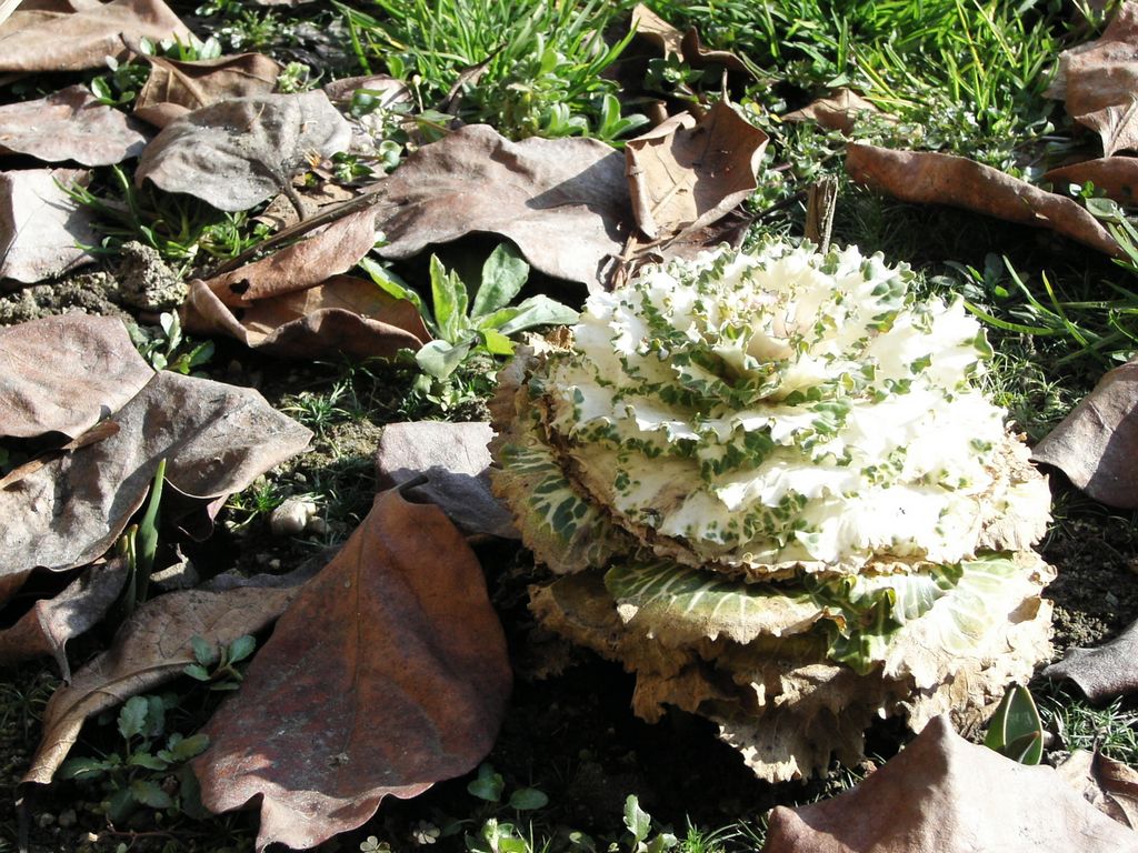 Cavolo