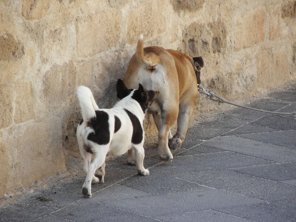Dogs