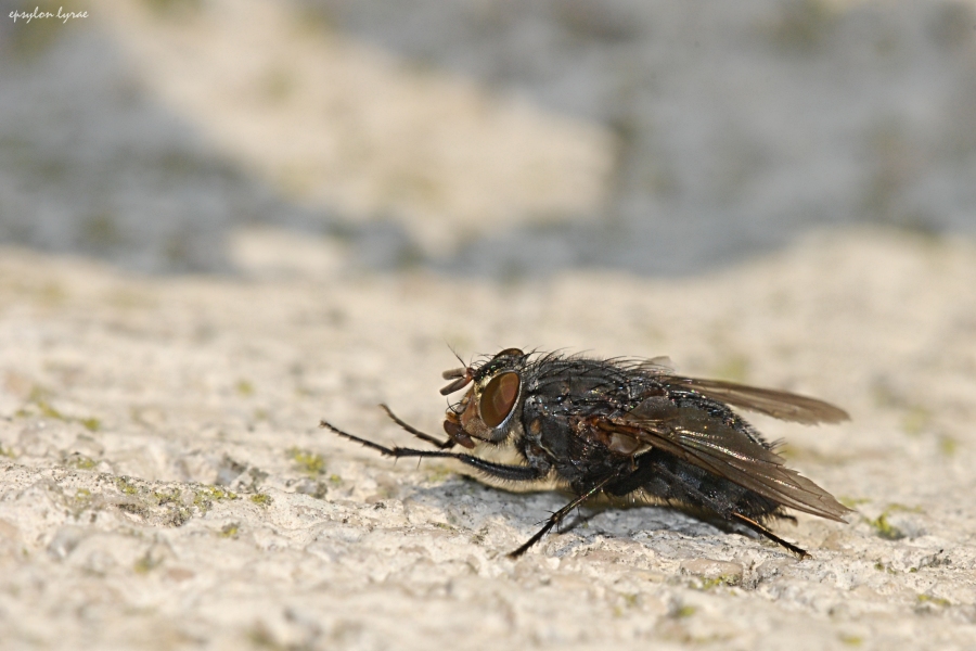 La mosca