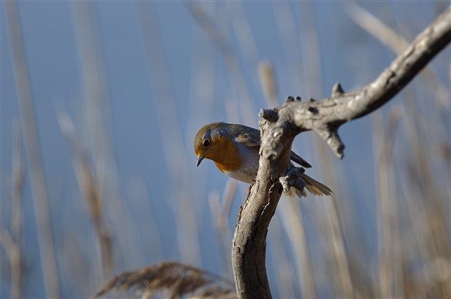 Pettirosso - Erithacus rubecula
