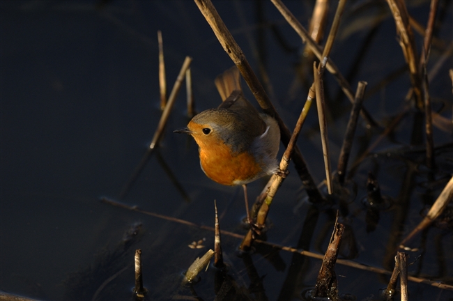 Pettirosso - Erithacus rubecula