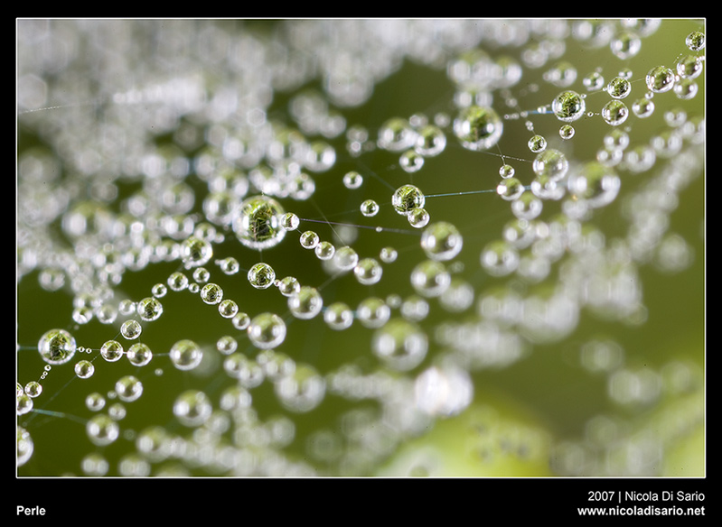 Perle II