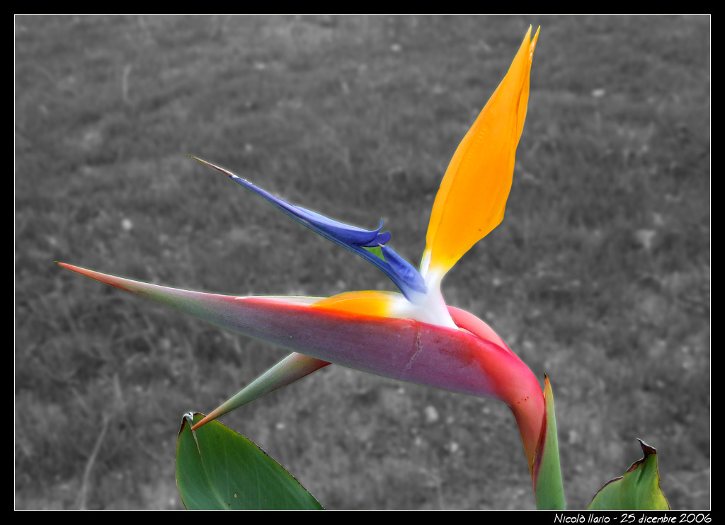 Fiore_01_desaturata