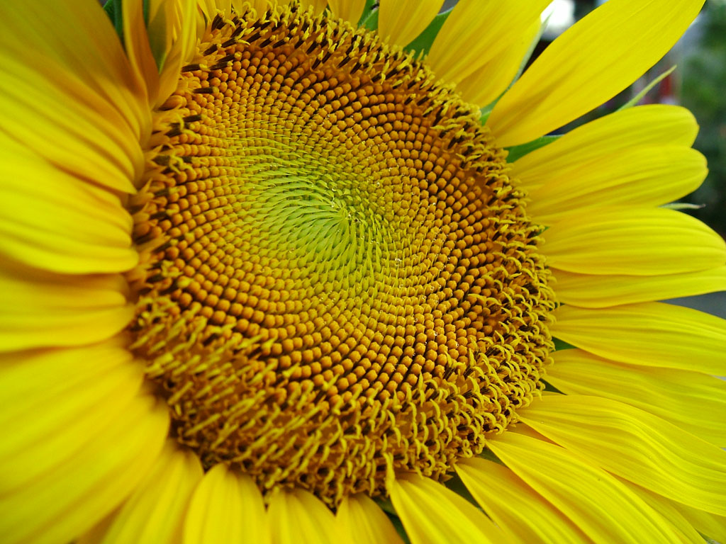 Girasole