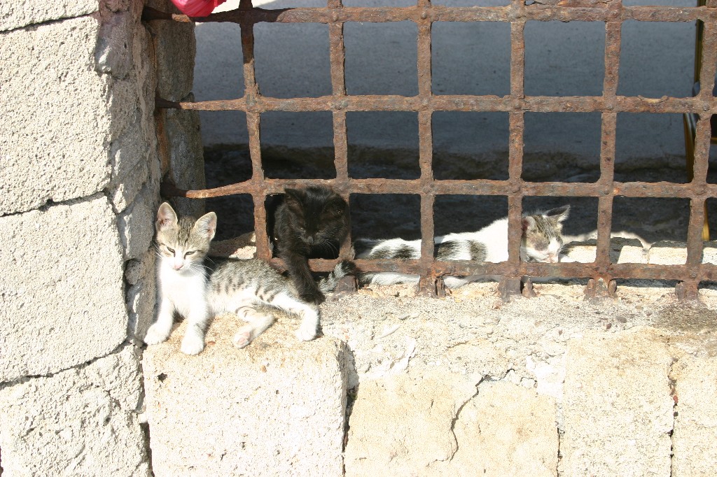 evasione felina