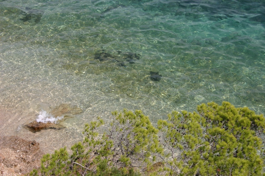 mare