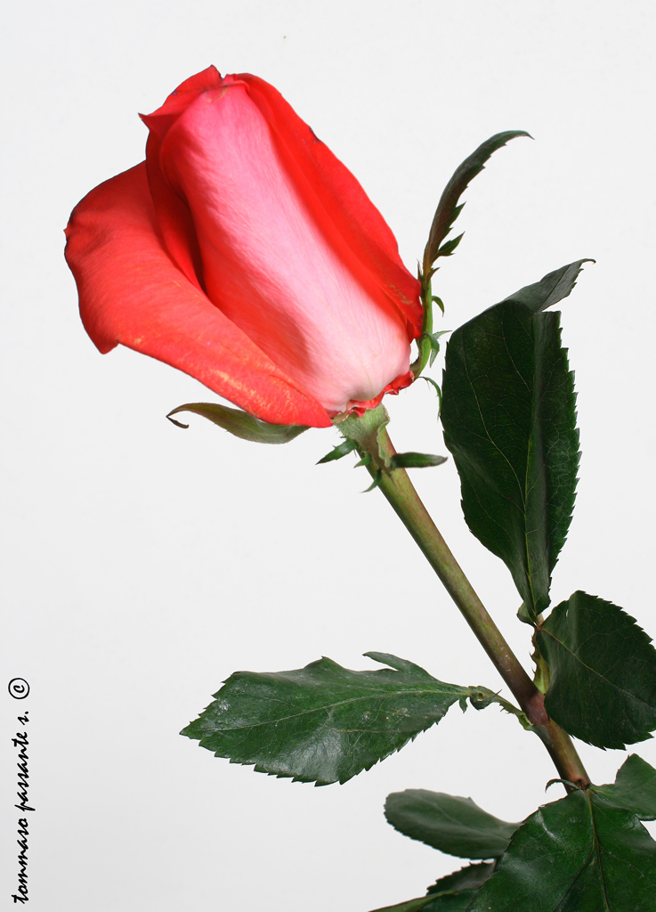 Studio_rosa#1