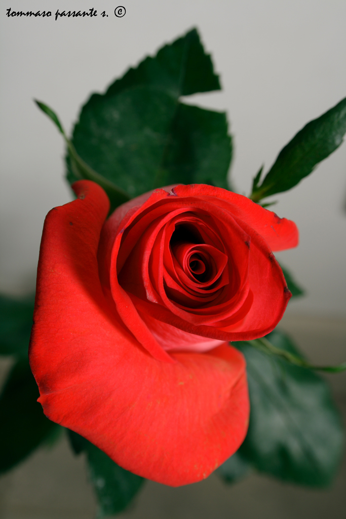 Studio_rosa#3