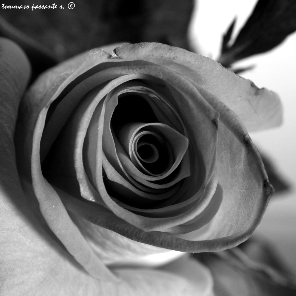 Studio_rosa#5