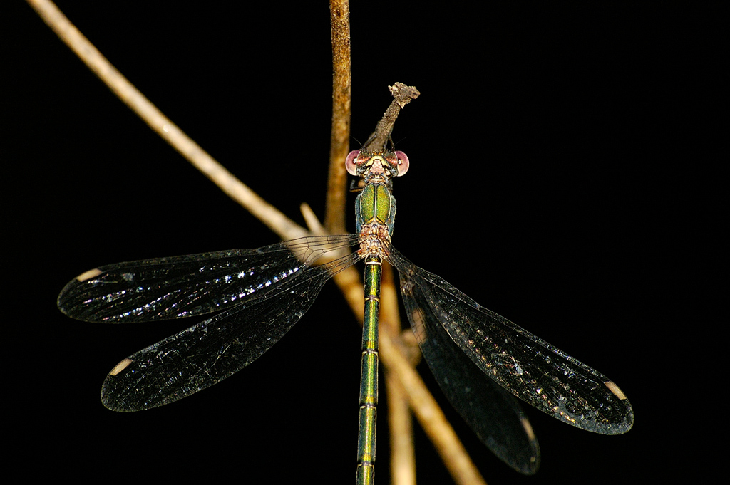 libellula