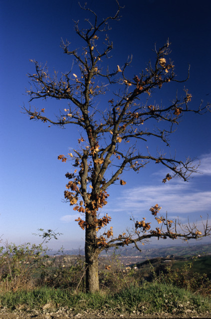 albero