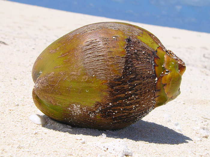 Coccobellooo