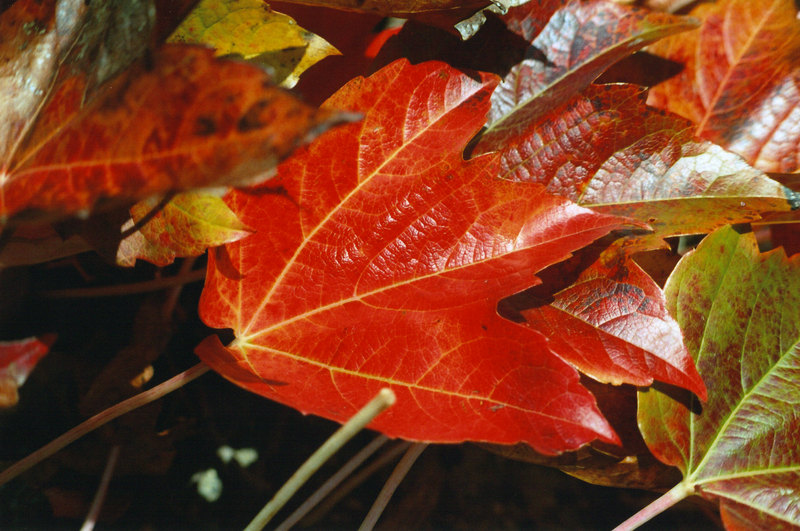 Rosso d'autunno