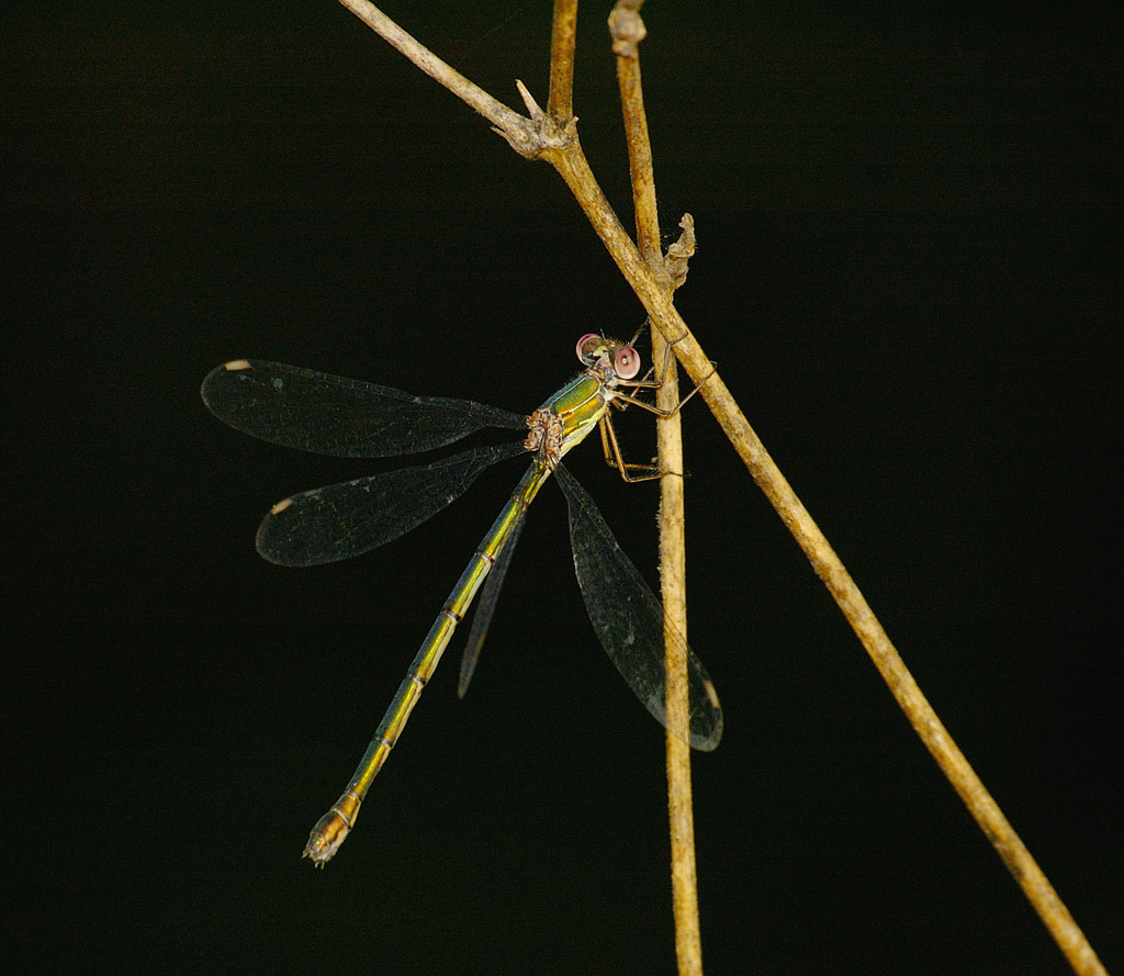 dragonfly