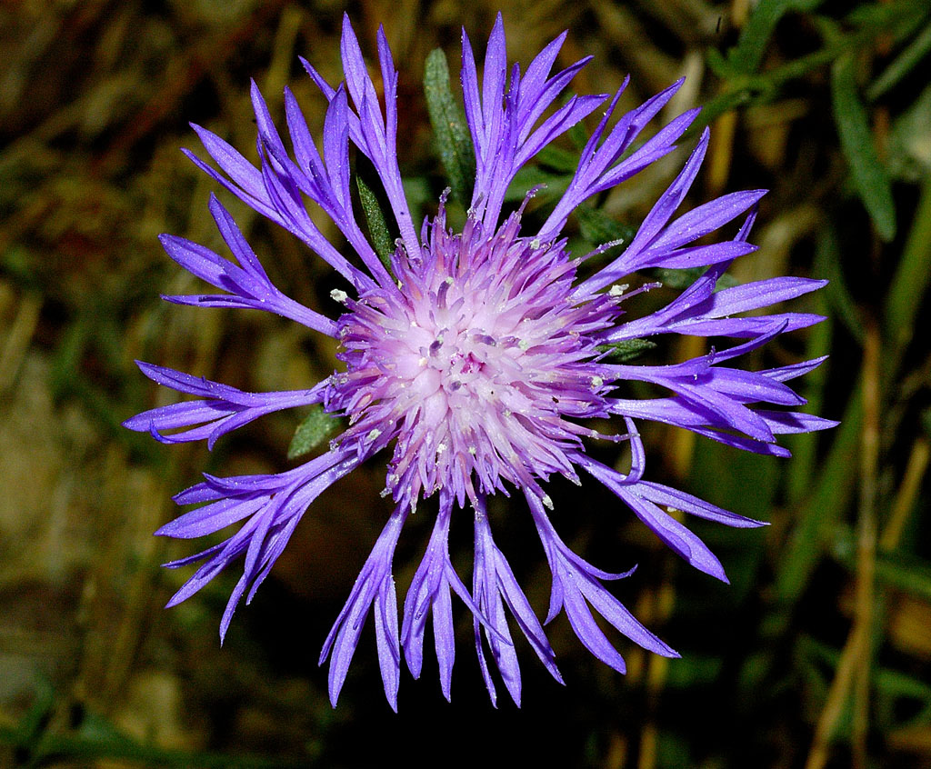 fiore geometrico
