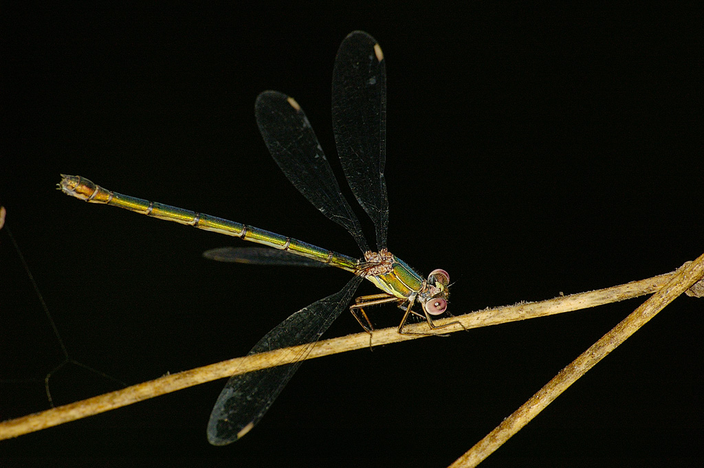 Libellula (autore: bluemoon74)