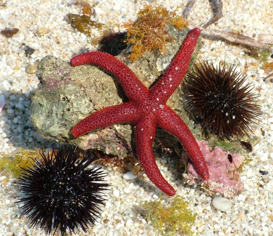 Stelle e Ricci