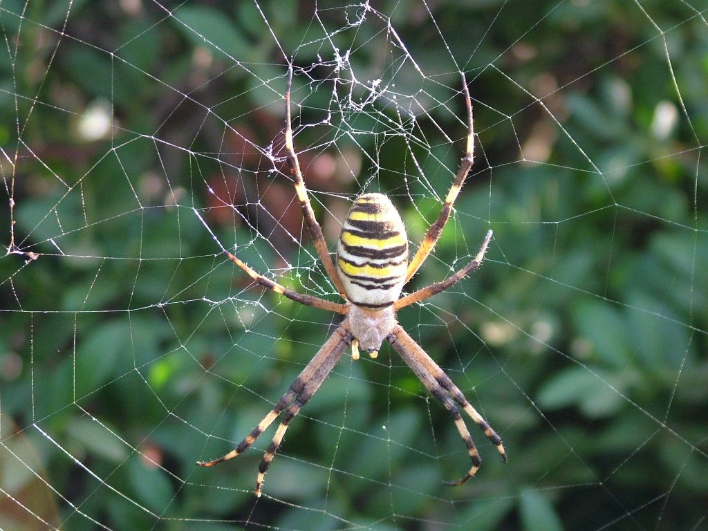 Ragno tigre macro