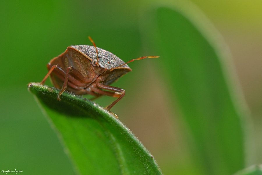 Cimice 1