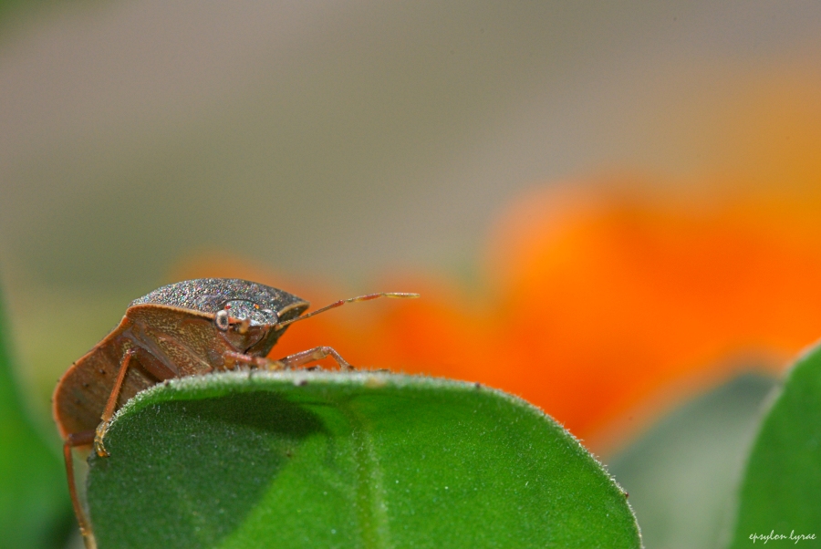 Cimice 4