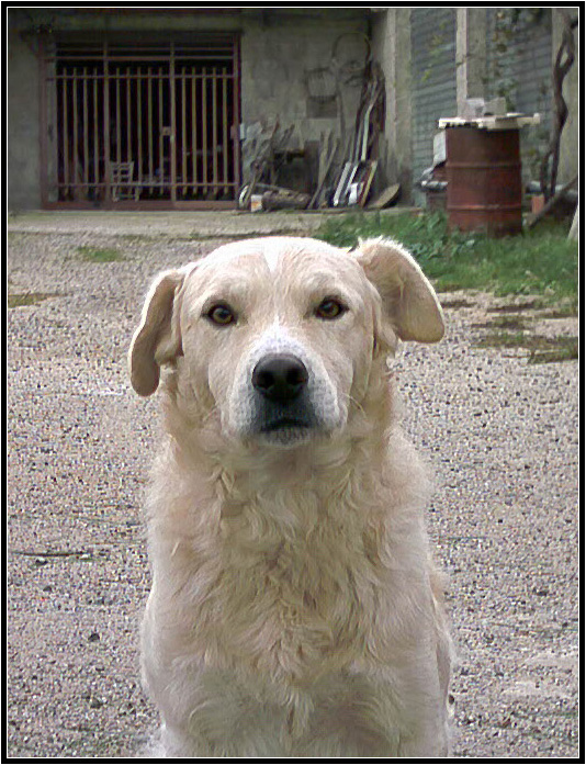 Harvey dog...