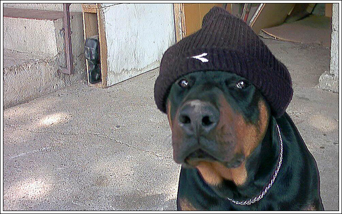 Hawk dog...