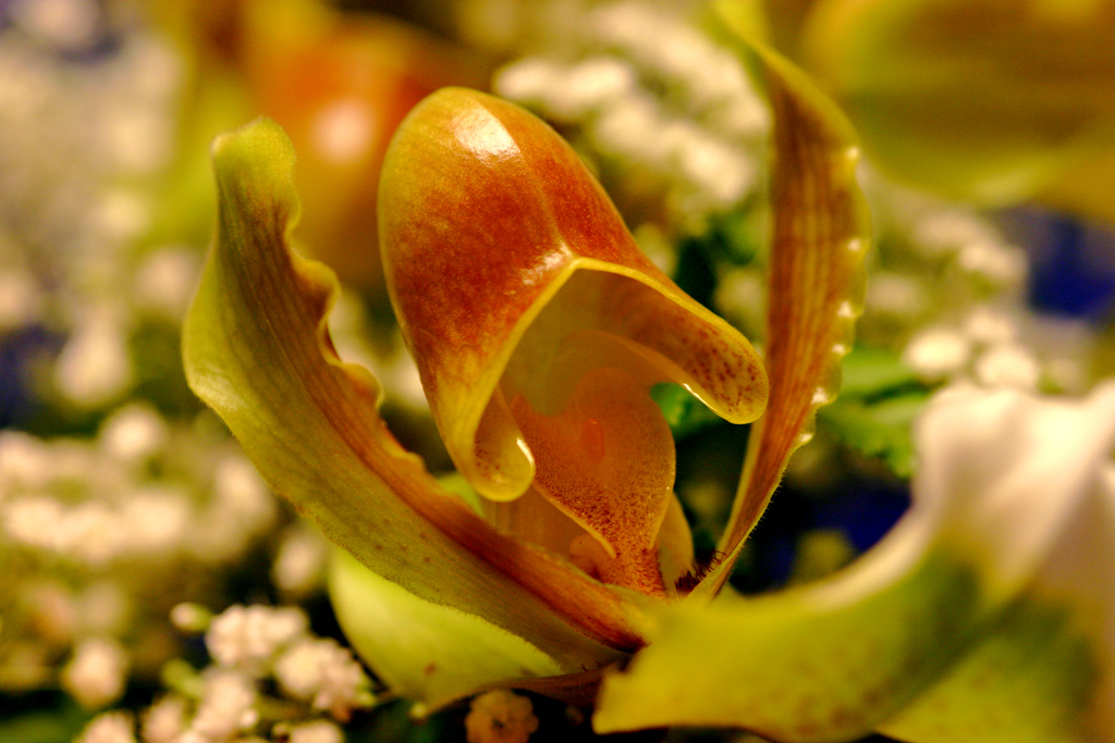 orchidea