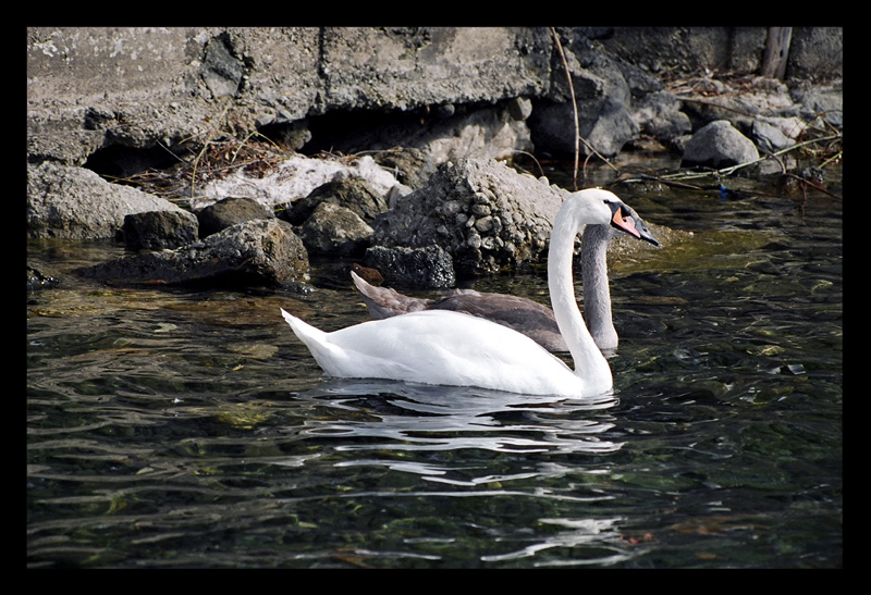 Cigno2