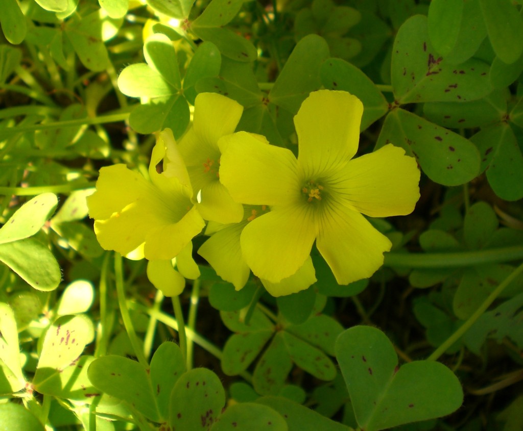 trifoglio in fiore