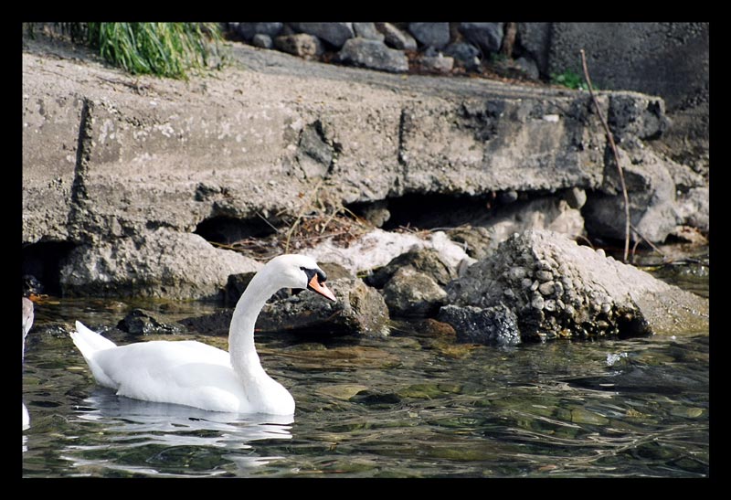 Cigno3