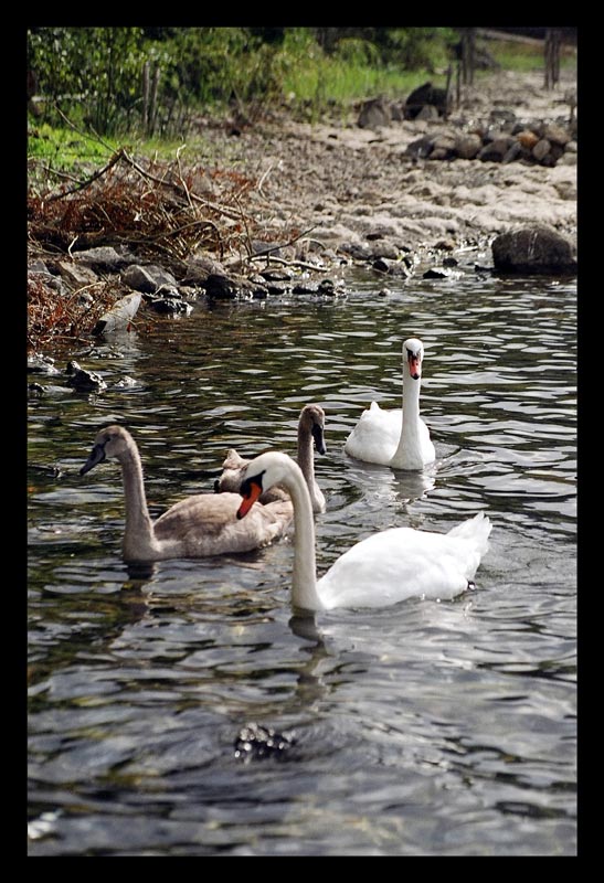Cigno4