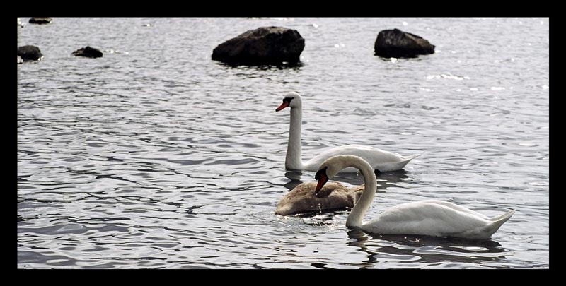 Cigno 5