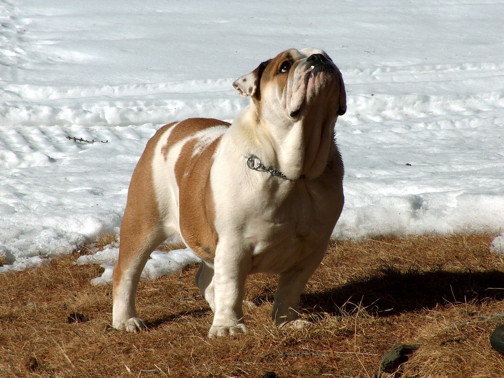 Bullo 1