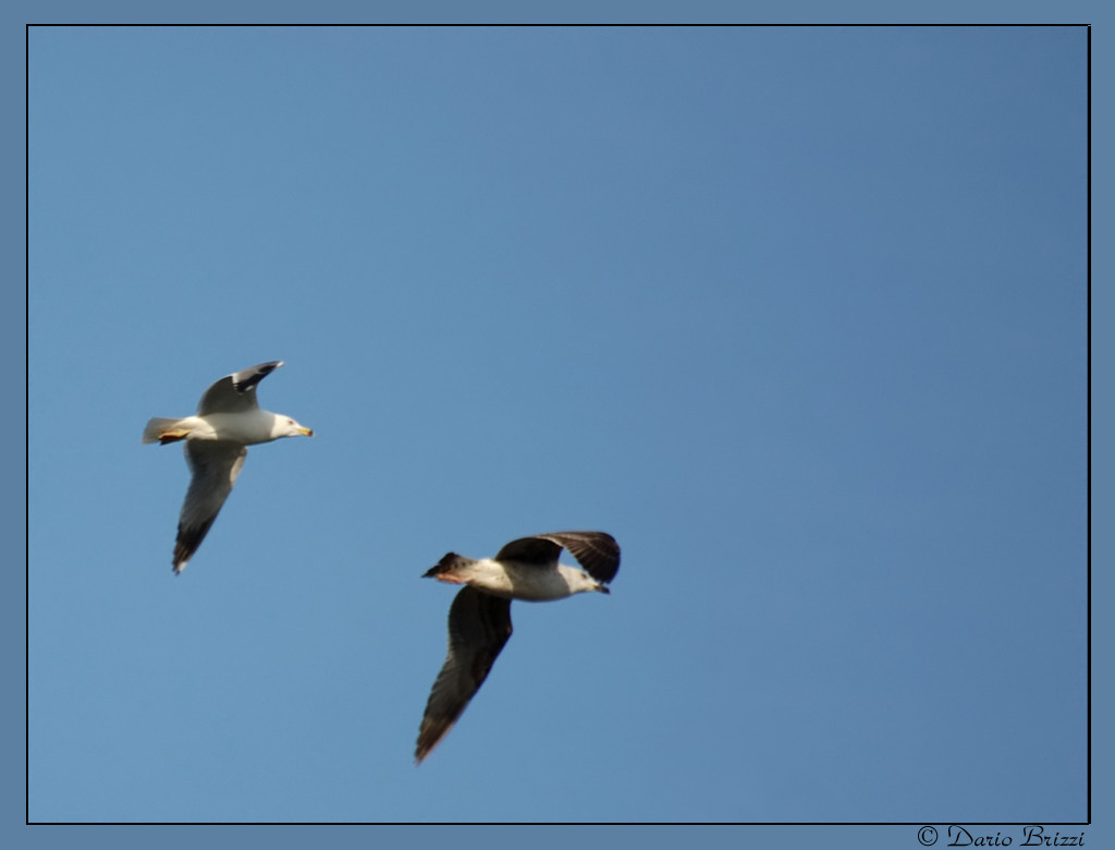 Volare... oh oh...