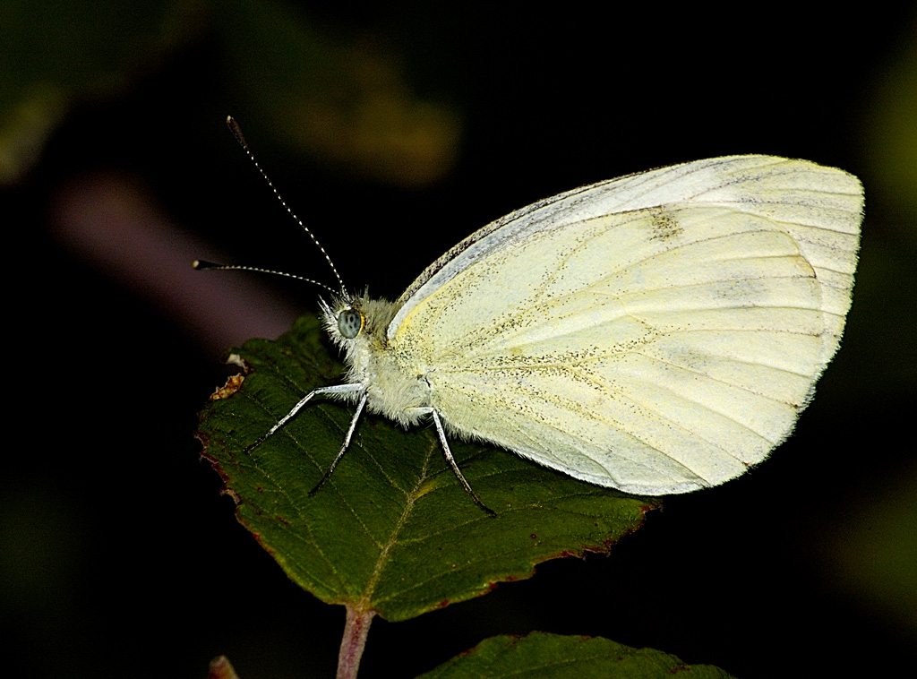bianca farfallina