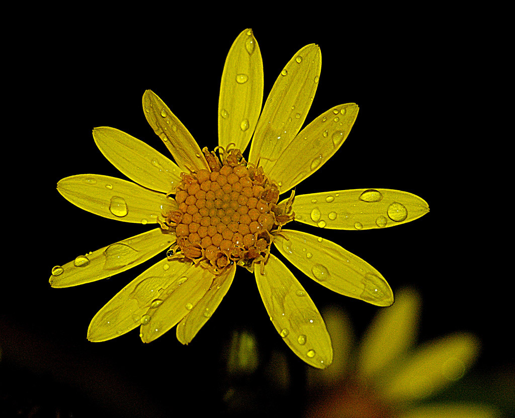 fiore giallo