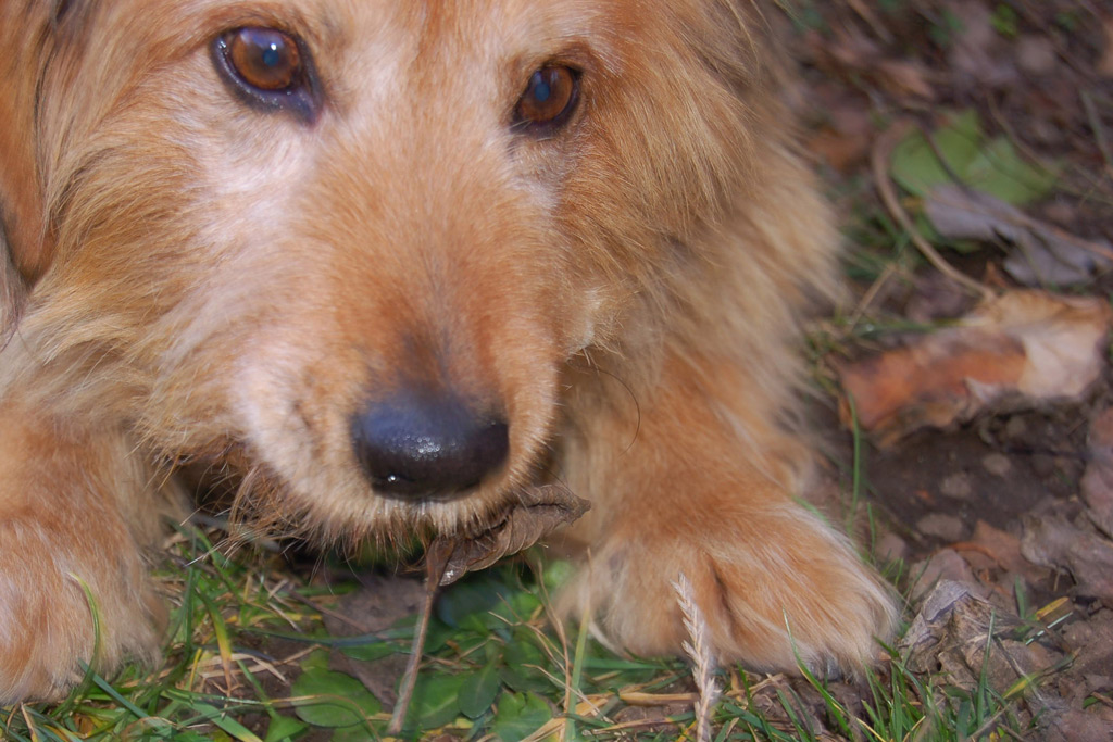 Charlie