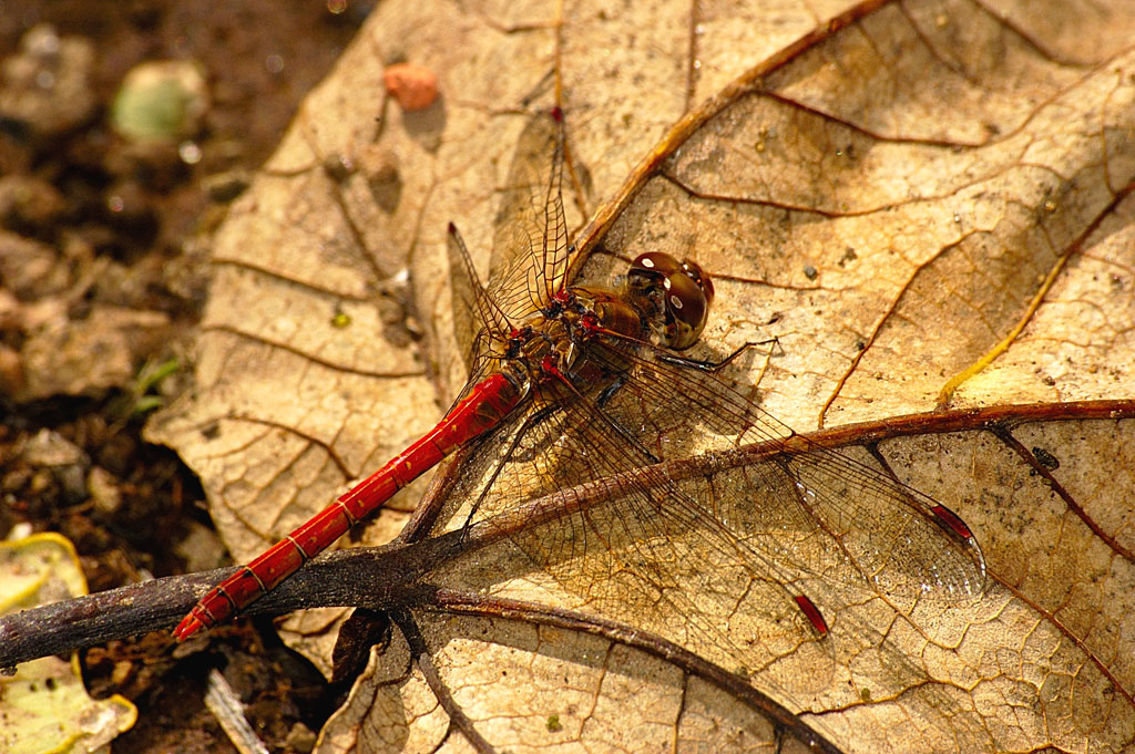 libellula rossa