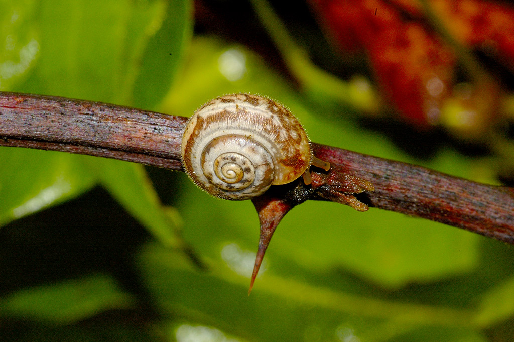 lumaca