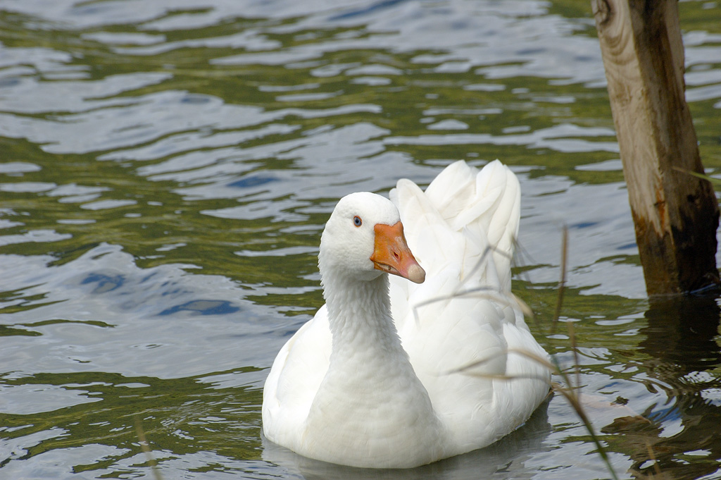papera