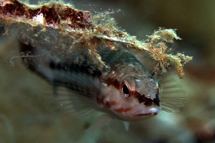 Mongerbino3